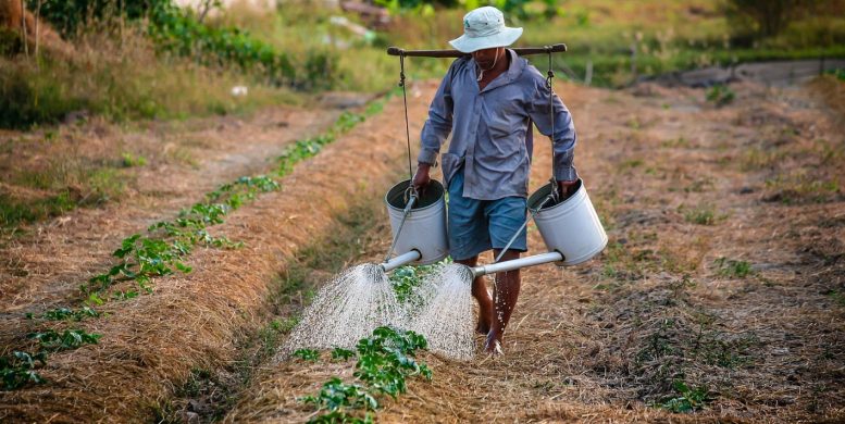 Une agence d'intérim pour recruter des travailleurs en Roumanie dans le domaine de l'agriculture