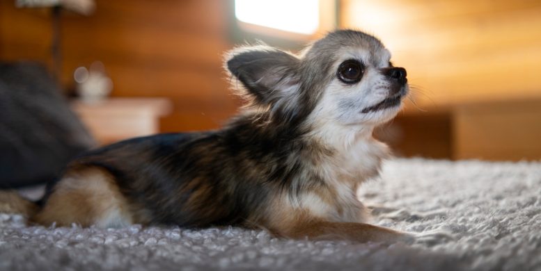 Comment trouver une assurance chien à petit prix ?